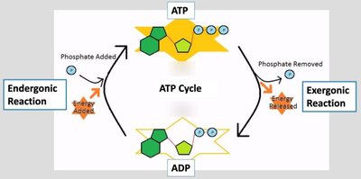 ATP cycle showing endergonic and exergonic reactions