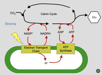 Photorespiration and carbon fixation strategies