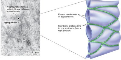 Tight junctions between animal cells
