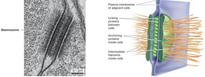 Desmosomes between animal cells