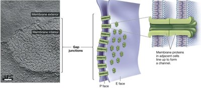 Gap junctions between animal cells