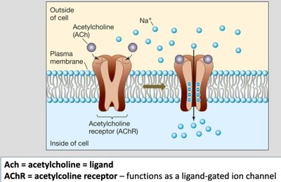 Reception, transduction, and response in cell signaling
