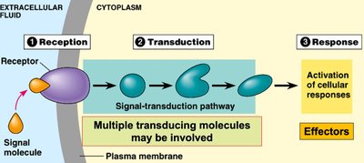 G-protein activation and signaling
