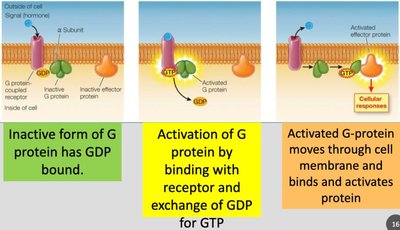Protein kinase and phosphatase regulation