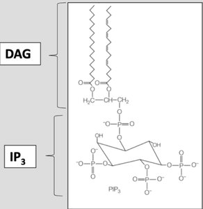 cAMP as a second messenger in GPCR signaling