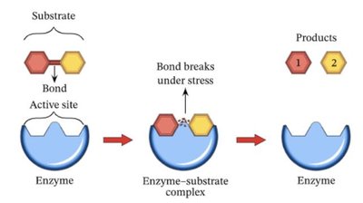 Enzyme catalyzed breakdown of a substrate