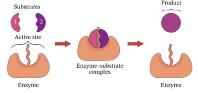 Enzyme catalyzed synthesis of a product from two substrates