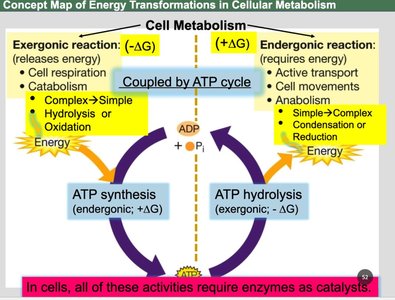 Concept map of energy transformations in cellular metabolism