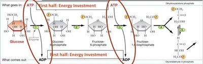 Glycolysis: energy investment phase