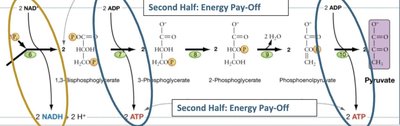 Glycolysis: energy payoff phase