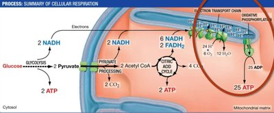 Summary of cellular respiration pathways