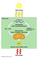 Energy flow in ecosystem: photosynthesis and cellular respiration