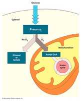 Fate of pyruvate: fermentation or Krebs cycle