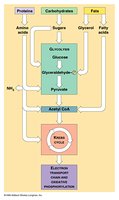 Metabolic integration of carbohydrates, fats, and proteins
