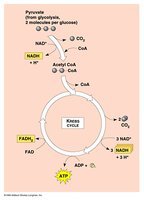 Krebs cycle summary diagram