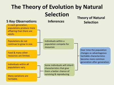 The Theory of Evolution by Natural Selection diagram