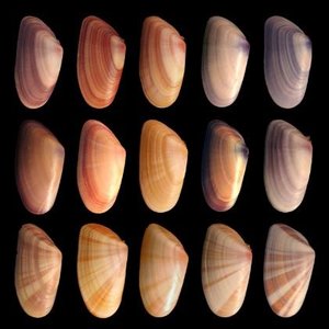 Genetic variation in a population