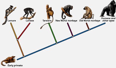 Cladogram showing evolutionary relationships