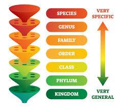 Taxonomic hierarchy diagram