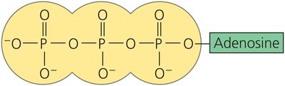 Structure of ATP molecule