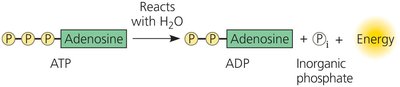 ATP hydrolysis reaction releasing energy