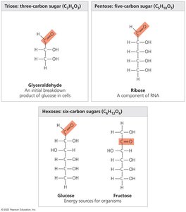 Linear and ring forms of glucose