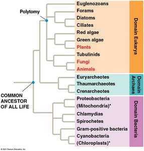 Cladogram showing the three domains of life and their relationships