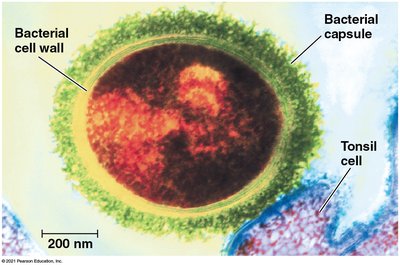 Bacterial cell with cell wall and capsule