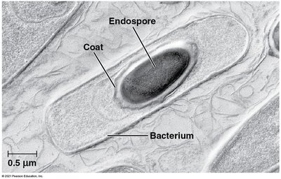 Endospore within a bacterium