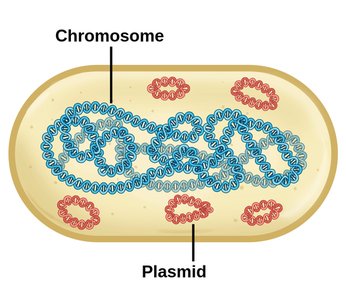 Diagram of a prokaryotic cell showing chromosome and plasmids