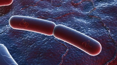 Binary fission in prokaryotes