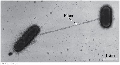 Conjugation between two prokaryotic cells