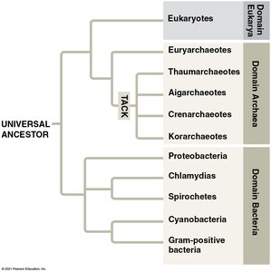 Diversity of major bacterial groups
