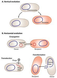 Diagram showing vertical and horizontal gene transfer mechanisms