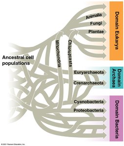 Network model of the tree of life showing horizontal gene transfer
