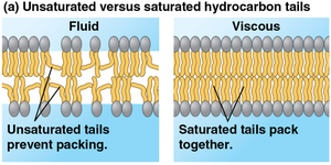 Unsaturated versus saturated hydrocarbon tails in a lipid bilayer