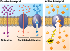 Passive and active transport across the membrane