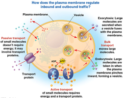Overview of membrane transport: passive, active, and bulk transport