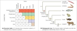 Character table and phylogenetic tree with outgroup