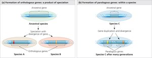 Orthologous and paralogous gene formation