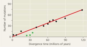 Molecular clock calibration graph