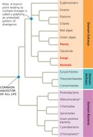 DNA sequence alignment and divergence