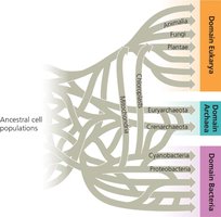 Monophyletic, paraphyletic, and polyphyletic groups