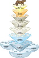 Hierarchical classification pyramid