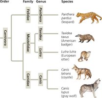 Phylogenetic tree showing classification and evolutionary relationships