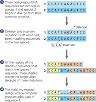 Phylogenetic tree with proportional branch lengths
