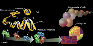 Diagram showing the flow from chromosomes to proteins and cells