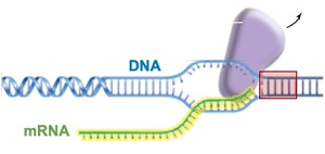 Termination of transcription, showing release of mRNA