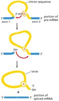Diagram of mRNA splicing, showing removal of introns