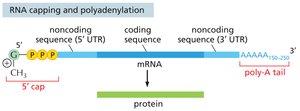 Diagram of mature mRNA with 5' cap, coding region, and poly-A tail